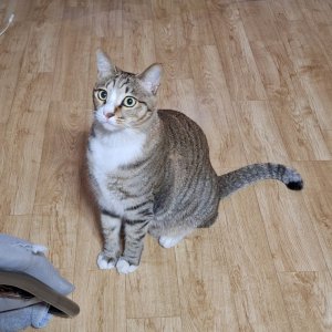 고양이 실종 코리아쇼트헤어 서울특별시 광진구