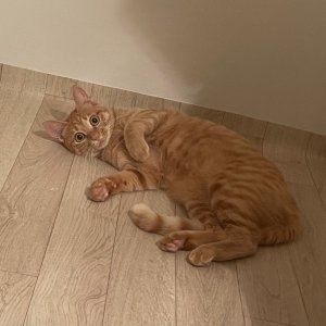 고양이 실종 코리아쇼트헤어 경기도 파주시