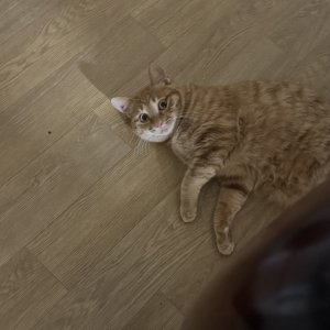 고양이를 찾습니다 고양이 전단지