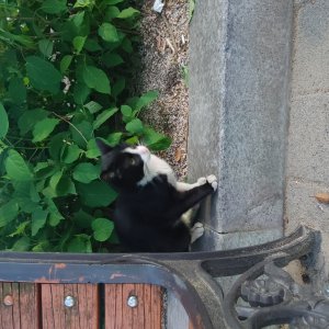 고양이 주인을 찾습니다 고양이 전단지