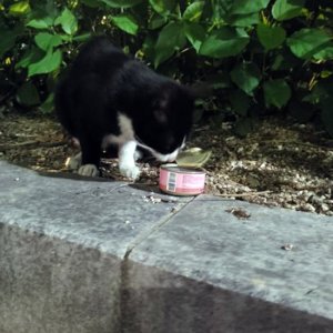 고양이 목격 코리아쇼트헤어 대구광역시 서구