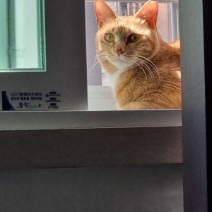 고양이를 찾습니다 고양이 전단지
