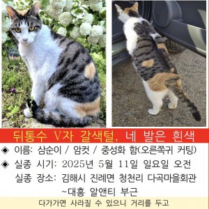 고양이 실종 코리아쇼트헤어 경상남도 김해시