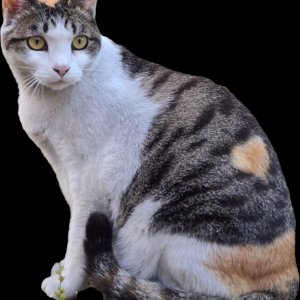 고양이를 찾습니다 고양이 전단지