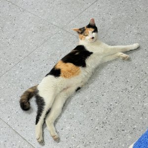 고양이를 찾습니다 고양이 전단지