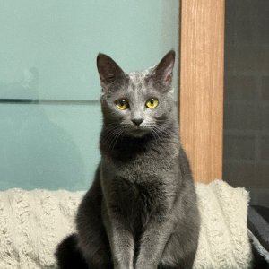 고양이 실종 코리아쇼트헤어 대구광역시 중구