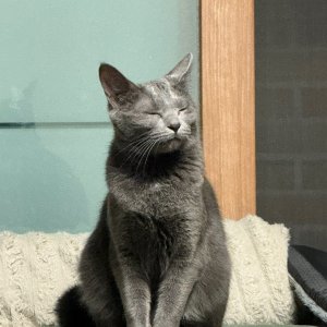 고양이를 찾습니다 고양이 전단지