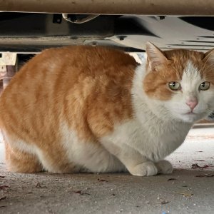 고양이를 찾습니다 고양이 전단지