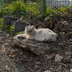 고양이 주인을 찾습니다 고양이 전단지