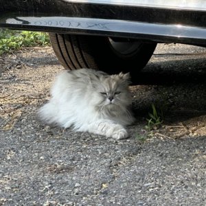 고양이 목격 페르시안 서울특별시 강서구