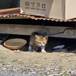 고양이 구조 코리아롱헤어 경기도 가평군