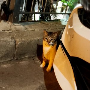 고양이 목격 기타묘종 경기도 군포시