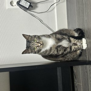 고양이 실종 코리아쇼트헤어 대전광역시 서구