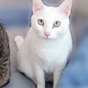 고양이를 찾습니다 코리아쇼트헤어 인천광역시 부평구