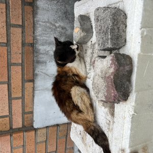 고양이 주인을 찾습니다 고양이 전단지