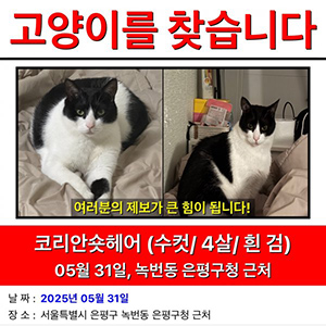 고양이 실종 코리아쇼.. 서울특별시 은평구