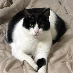 고양이를 찾습니다 고양이 전단지
