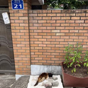 고양이 구조 기타묘종 전라북도 전주시 완산구