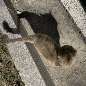 고양이 주인을 찾습니다 기타묘종 경기도 의왕시