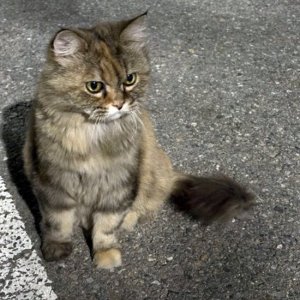고양이 목격 기타묘종 경기도 의왕시