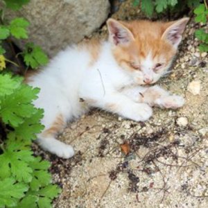 고양이 구조 기타묘종 울산광역시 울주군