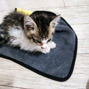 고양이 구조 기타묘종 충청북도 충주시