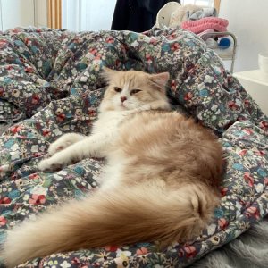 고양이를 찾습니다 고양이 전단지