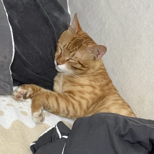 고양이를 찾습니다 고양이 전단지