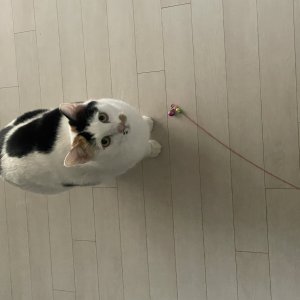 고양이를 찾습니다 고양이 전단지