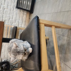 고양이 주인을 찾습니다 고양이 전단지