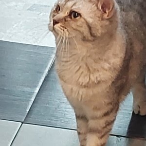 고양이 구조 기타묘종 경기도 안산시 상록구