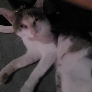고양이 목격 코리아쇼트헤어 부산광역시 동래구