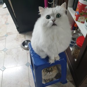 고양이 실종 페르시안 부산광역시 수영구