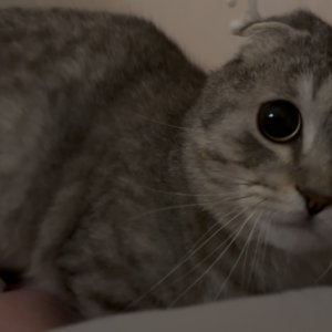 고양이를 찾습니다 고양이 전단지