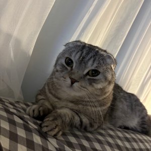 고양이 실종 먼치킨 경기도 광주시