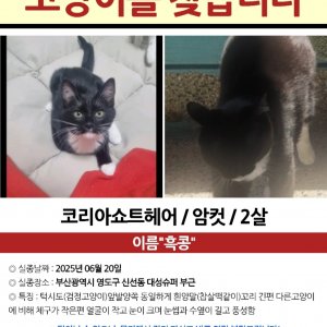 고양이 실종 코리아쇼트헤어 부산광역시 영도구