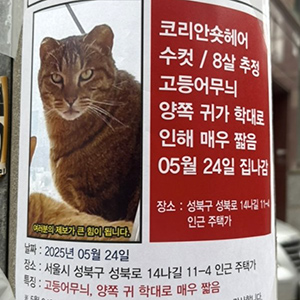 고양이 실종 코리아쇼.. 서울특별시 성북구