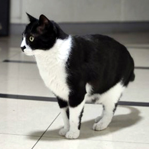 고양이 실종 코리아쇼.. 전라북도 전주시 덕진구