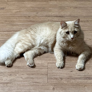고양이 실종 기타묘종 경기도 평택시