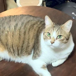 고양이 실종 코리아쇼.. 경상북도 경산시