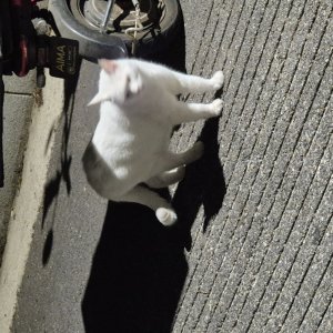 고양이 목격 기타묘종 서울특별시 종로구
