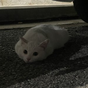 고양이 목격 코리아쇼트헤어 전라북도 전주시 완산구
