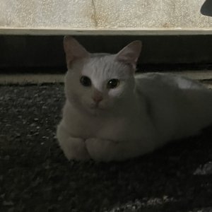 고양이 주인을 찾습니다 고양이 전단지