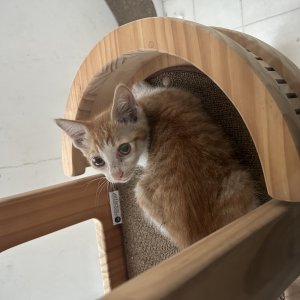 고양이 구조 코리아쇼트헤어 경기도 평택시