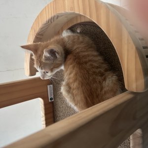 고양이 주인을 찾습니다 고양이 전단지