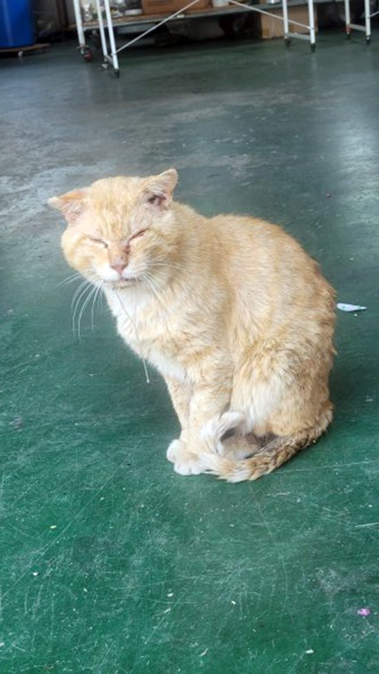 고양이를 찾습니다 고양이실종신고,보호,목격신고 : 동물보호센터