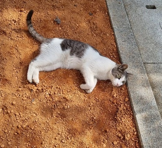 고양이를 찾습니다 고양이실종신고,보호,목격신고 : 동물보호센터