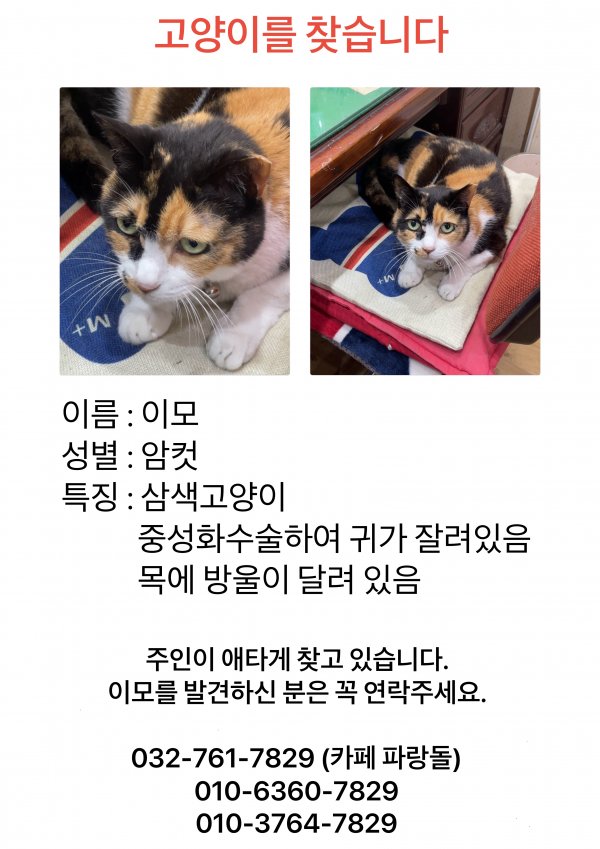 고양이를 찾습니다 고양이실종신고,보호,목격신고 : 동물보호센터