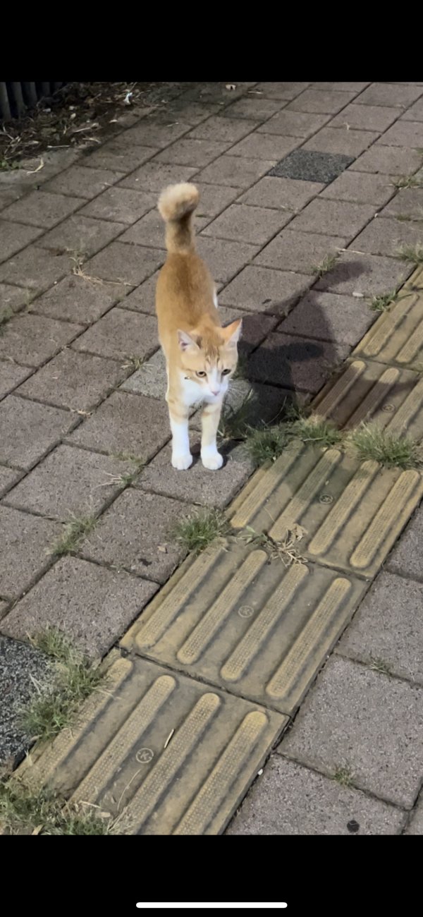 고양이를 찾습니다 고양이실종신고,보호,목격신고 : 동물보호센터