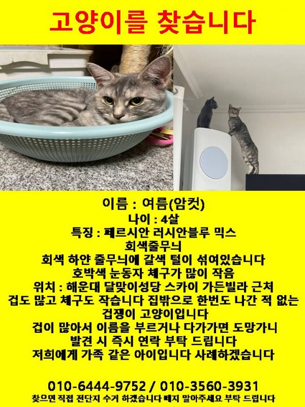 고양이를 찾습니다 고양이실종신고,보호,목격신고 : 동물보호센터